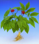 Ginseng chino generalmente regula el
                            estr�s y la digesti�n, tiene generalmente
                            efecto contra diabetes mellitus y molestias
                            del tercer edad.