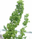 Rumex crispus apoya la formaci�n de la
                            sangre; tratamiento de enfermedades de piel
                            con la causa de digesti�n flaca y funci�n
                            flaca del h�gado