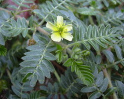 Tribulus (aqu�: tribulus terrestris)
                            aumenta el nivel de testosterona y abalanza
                            el estr�s.