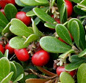 B�rentraube (Arctostaphylos uva-ursi)
                            unsterst�tzt generell die Blasenfunktion