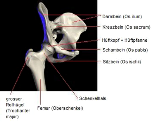 Becken
                      mit H�ftgelenken und Oberschenkelknochen, Schema
                      Seitenansicht