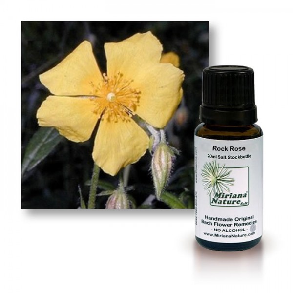 Bachbl�tenessenz Gelbes Sonnenr�schen
                      (Rock Rose)