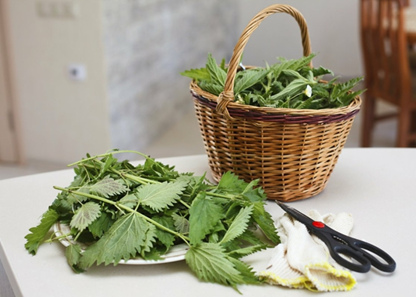 Brennnesseln
              geschnitten im Korb