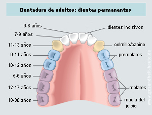 La dentadura adulta en una esquema en color
                        con indicaciones de los a�os cuando salen los
                        dientes m�s o menos: los primeros dientes
                        molares (muelas) con 5-6 a�os, los dientes
                        incisivos centrales con 6-8 a�os, los segundos
                        dientes incisivos von 7-9 a�os, los primeros
                        premolares con 9-11 a�os, los segundos
                        premolares con 10-12 a�os, los dientes caninos
                        con 11-13 a�os, los segundos dientes molares
                        (muelas) con 12-17 a�os, los terceros molares
                        (muelas del juicio) con 18-30 a�os [16].