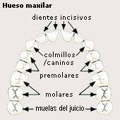Dentadura ("dentadura
                          permanente" de personas adultas), el
                          hueso maxilar, esquema [12]
