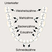 Gebiss
                              ("Dauergebiss" von erwachsenen
                              Personen), Unterkiefer, Schema [12]