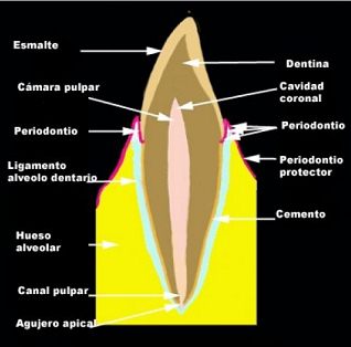 Diente, esquema de un diente incisivo con
                          indicaciones, del interior al exterior: c�mara
                          pulpar, cavidad coronal, canal pulpar agujero
                          apical, dentina, esmalte, cemento, ligamento
                          alveolo dentario, hueso alveolar, periodontio
                          [45].