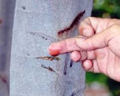 Sangre
                      de grado, jugo (l�tex)