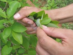 Coca, arbusto
con hojas Coca, arbusto con hojas