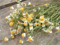 Manzanilla Manzanilla