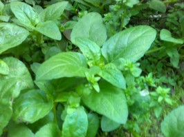 Menta piperita Menta piperita