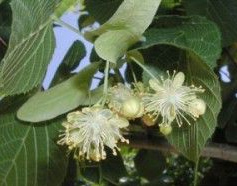 Tilo, flores y hojas Tilo, flores
y hojas