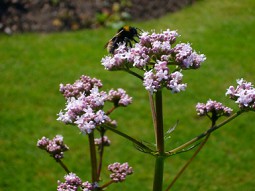 Valeriana officinalis con abeja Valeriana officinalis con abeja