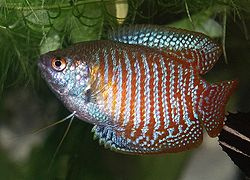 Pez
                    gouramis en agua �cida de Asia