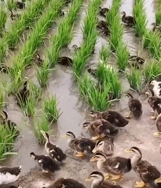 Entenherden in China und
                    Japan putzen Reisfeldern: fressen Unkraut, Insekten,
                    Larven, Schnecken und sonstiges Ungeziefer weg - und
                    ihr Kot ist guter D�nger