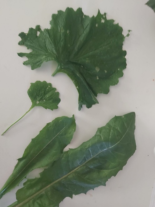 Sabsi Line pr�sentiert am 12.7.2024
                    den Unterschied: Gem�se ohne und mit Kupferdraht im
                    Gem�sebeet