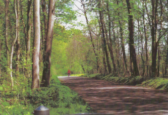 Ein Waldweg durch den Auenwald Lange
                          Erlen. Diese Natur soll erhalten bleiben