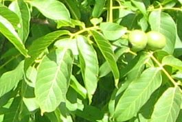 Route des Grands Longs Champs,
                            Nussbaumlaub mit gr�nen, noch unreifen
                            N�ssen