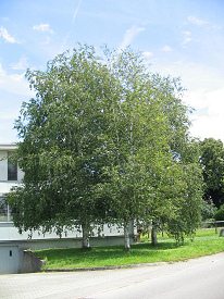 Route des Grands Longs Champs,
                          Birkengestalten