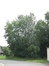 Rue des moulins, Eschen mit Holunder
                          davor