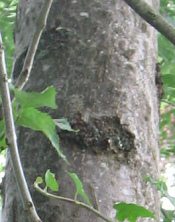 Junge Esche, Rinde 02