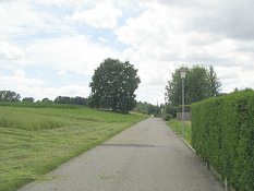 Rue du Sansui, alte Eiche, Gestalt von
                        fern