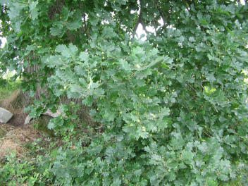 Eichenlaub mit gr�nen, noch unreifen
                        Eicheln