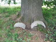 Die "Eichenf�sse" der alten
                          Eiche, gesch�tzt mit Rohrelementen, als
                          Sitzgelegenheit