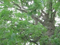 Blick hoch am Eichenstamm entlang mit
                          �sten