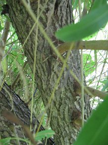 Rinde der Stockweide mit den Ans�tzen der
                          Weiden