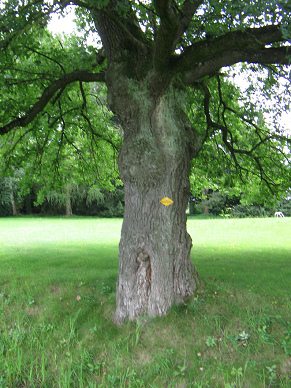 Eichenstamm mit �sten, Gestalt 01