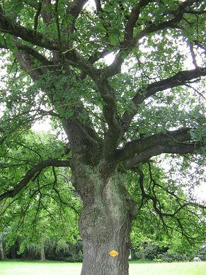 Eichenstamm mit �sten, Gestalt 02