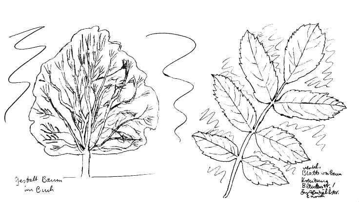 Eberesche (Vogelbeerbaum), Fiederblatt