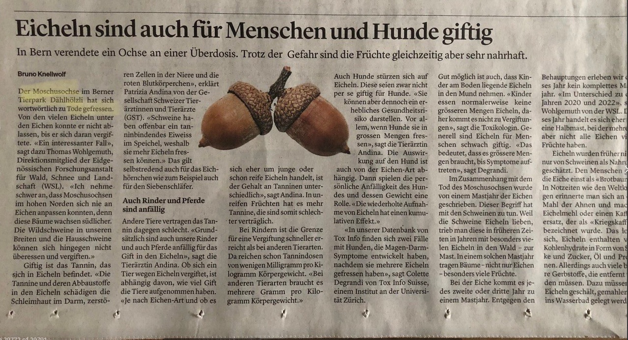 30.10.2024: Unreife Eicheln sind tödlich giftig
mit viel Tannin - aber für Schweine nicht: Eicheln sind
für Menschen und Hunde giftig - Schweine hingegen können
sich damit den Bauch vollschlagen: Eicheln töten
Moschusochsen: Wie giftig sind Früchte der Eiche? 30.10.2024: Unreife Eicheln sind tödlich giftig mit
viel Tannin - aber für Schweine nicht: Eicheln sind für
Menschen und Hunde giftig - Schweine hingegen können
sich damit den Bauch vollschlagen: Eicheln töten
Moschusochsen: Wie giftig sind Früchte der Eiche?