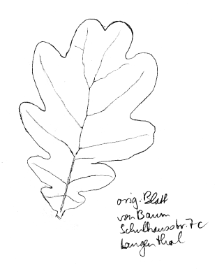 Stieleiche / Sommereiche, Blatt 02