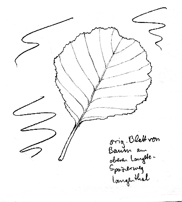 Erle (Schwarzerle, Roterle), Blatt