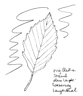 Erle: Grauerle Blatt 01