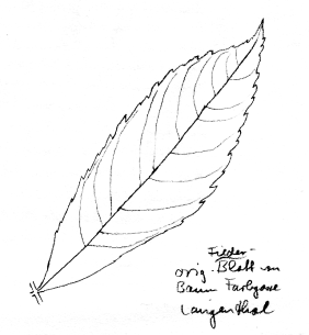 Esche,
                Blatt