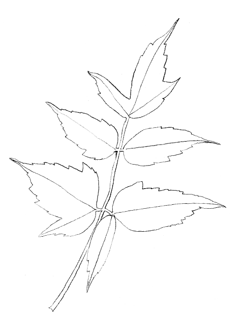 Eschenahorn, Fiederblatt