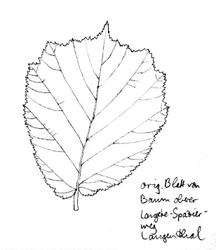 Baum:
                  Baumhasel, Blatt