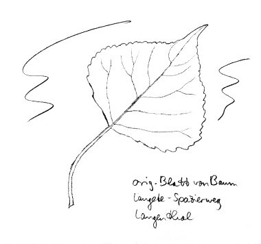 Kanadische Pappel, Blatt