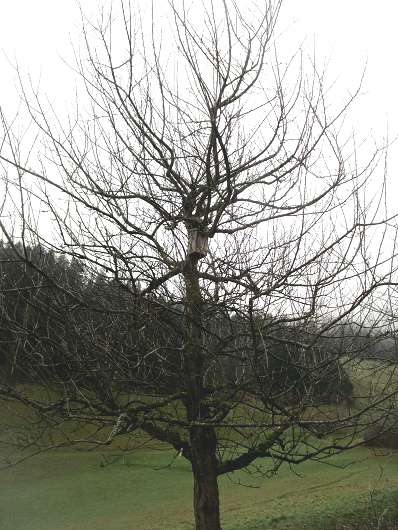 Apfelbaum jahrelang nicht
                        geschnitten: das ist ein einziges Gestr�pp, wo
                        kaum noch Licht rankommt