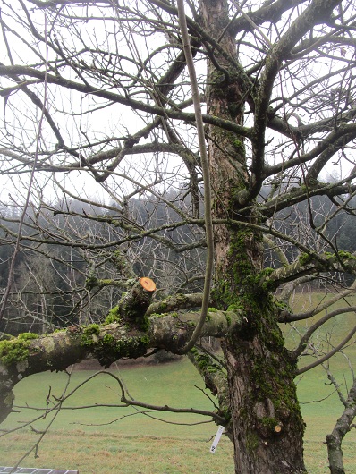 Apfelbaum mit
                        Schnittstelle mit senkrechtem Spross - das
                        passiert manchmal und wird so stehengelassen