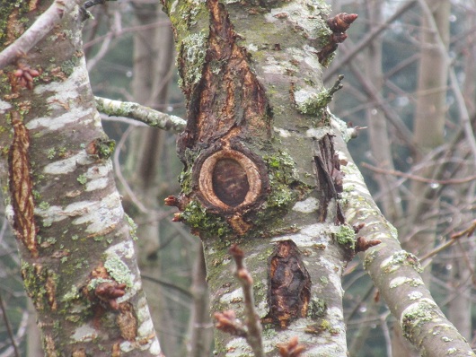 Baumschnitt an einem
                        Kirschbaum mit Kambium heilt