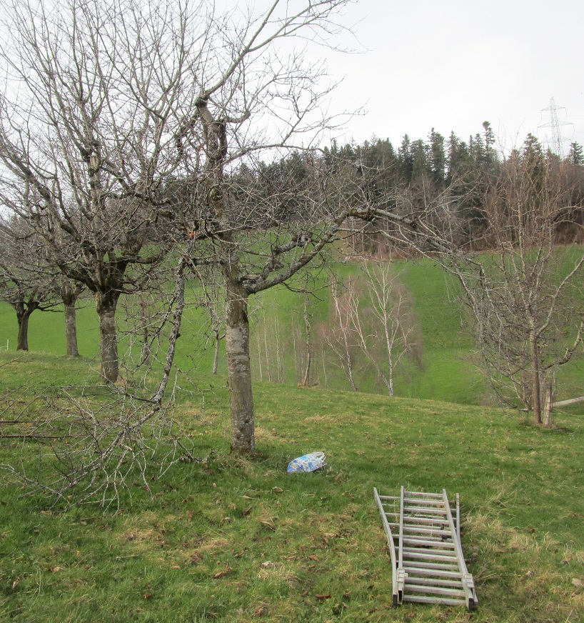 Lange
                        nicht geschnittener Kirschbaum mit gebrochenen
                        �sten: Ein Ast h�ngt bis zum Boden, der andere
                        Ast h�ngt in der Luft, und in der Krone ist auch
                        ein Teil gebrochen