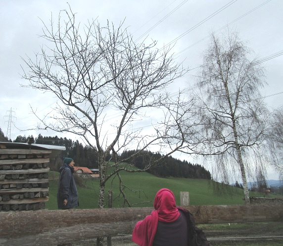 Ein
                        verwilderter Kirschbaum: Die �ste sind viel zu
                        lang+verzweigt, und der Schnee hat einen grossen
                        Ast gebrochen