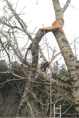 Lange nicht geschnittener Kirschbaum: Dann
                        kam schwerer nasser Schnee und nun h�ngt ein Ast
                        bis zum Boden, die Bruchstelle