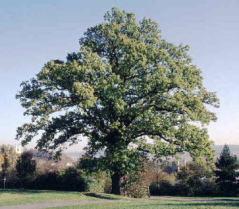 Die Eiche ist
              die gr�sste Kolonie f�r Pflanzen und Tiere in Europa, die
              gr�sste Lebensgemeinschaft an einem Baum.