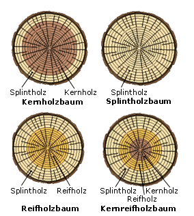 Baumstamm: Querschnitte
                    mit Kernholz, Splintholz und Reifholz