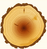 Jahresringe an einer geschliffenen
                      Baumscheibe
